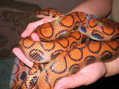 Rainbow Boa Facts and Pictures | Reptile Fact