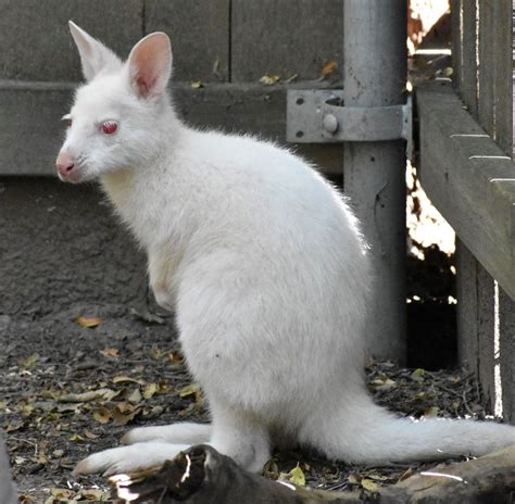 Rare White Albino Wallaby Baby Peeks Head Out of Mom’s Pouch for First ...