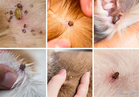 What Does a Tick Look Like on a Dog? – Top Dog Tips