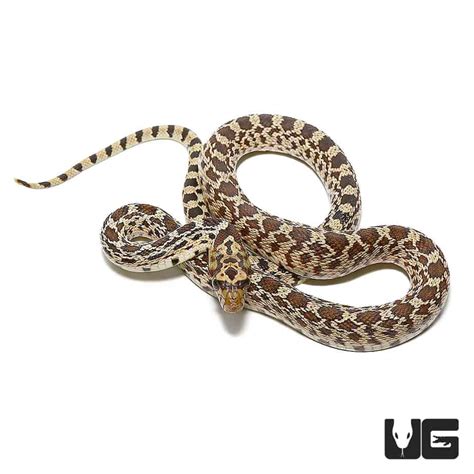 Baby Bull Snake for Sale - Underground Reptiles