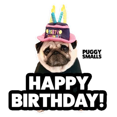 Puggy Smalls Sticker for iOS & Android | GIPHY