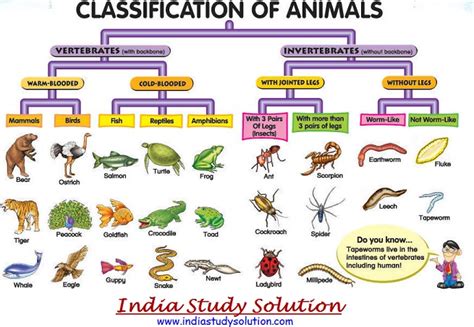 Animal Kingdom - Classification of Animals: Solved Biology Practice Questions, Test Series for ...