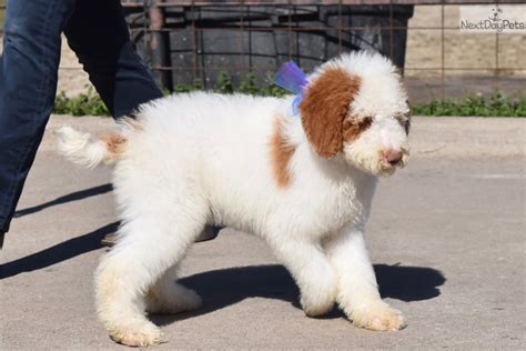 Standard Poodle Lion Cut Poodle The Adorable Dog (Mit Bildern) - butchersjam