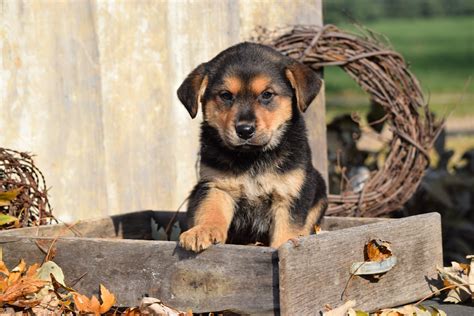 German Shepherd Rottweiler Mix Puppy For Sale Millersburg Ohio Female – AC Puppies LLC