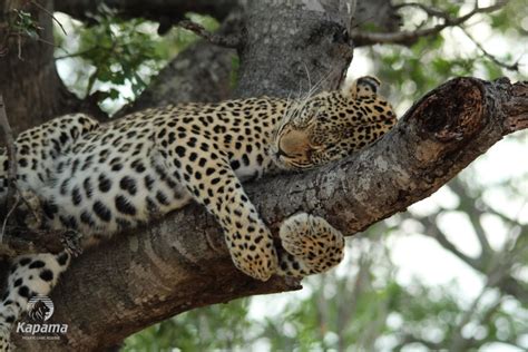 Relaxed Leopard Tracking | Kapama Blog