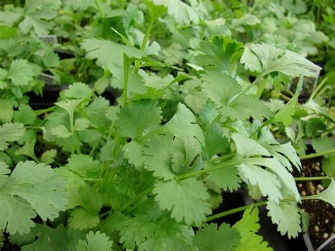 Coriandrum sativum (Chinese Parsley, Cilantro, Coriander, Dhania ...