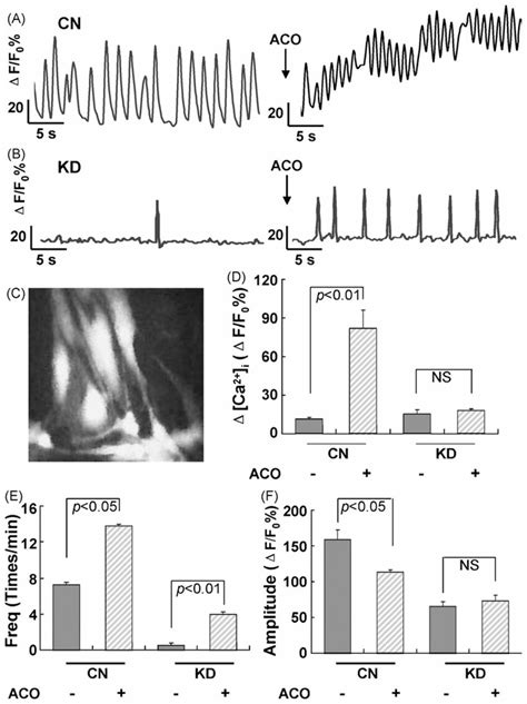 Effects of aconitine on the relative intracellular Ca 2+ concentration ...