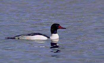 Common Merganser (Mergus merganser)