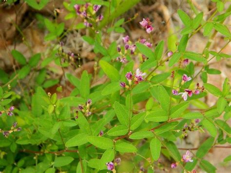 Desmodium species, I think in the Plant ID forum - Garden.org