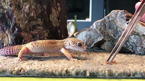 What Do Leopard Geckos Eat? Best Food List, Diet Feeding | eduaspirant.com