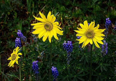 Wildflowers Colorado - Free photo on Pixabay