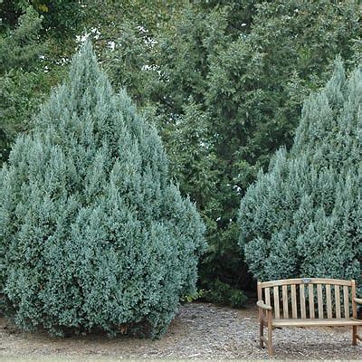 Juniper, Rocky Mountain(Juniperus Scopulorum) - Schumacher's Nursery ...