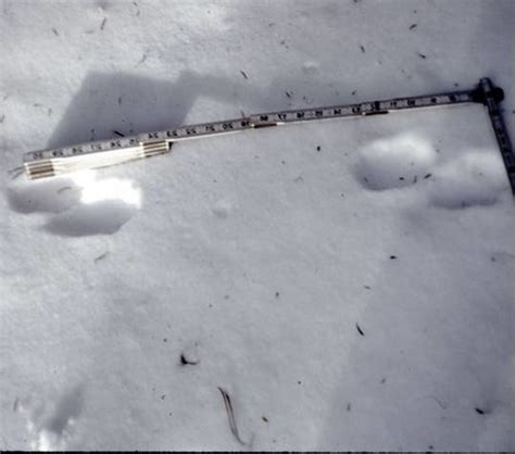 fisher cat tracks in snow image search results