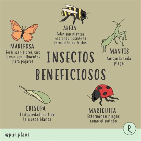 Insectos beneficiosos para plantas | Plantas aromaticas y medicinales, Cuidado de plantas ...