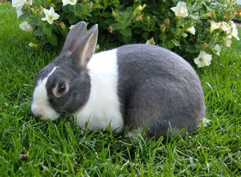 looks like Shimmer! | Dutch rabbit, Cutest bunny ever, Pet bunny