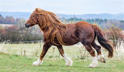 Percheron Horse Breed Profile - Helpful Horse Hints