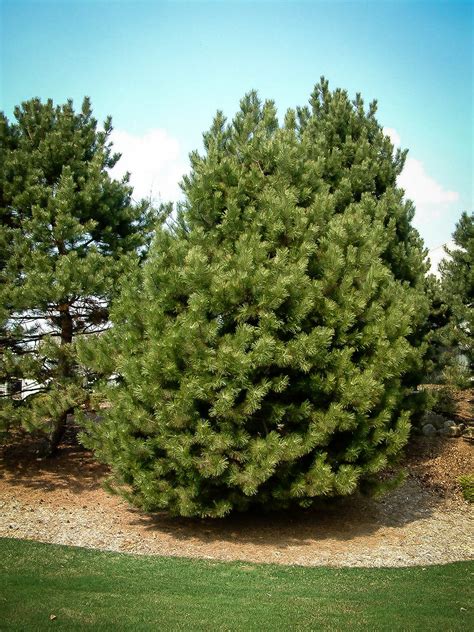 Austrian Black Pine For Sale | The Tree Center™