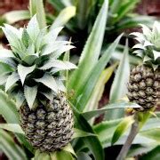 Pineapples: Welcome to the Best Organic Pineapple Tour | GetYourGuide