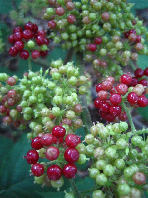 Aralia racemosa.jpg | Aralia racemosa | Brooklyn Botanic Garden | Flickr