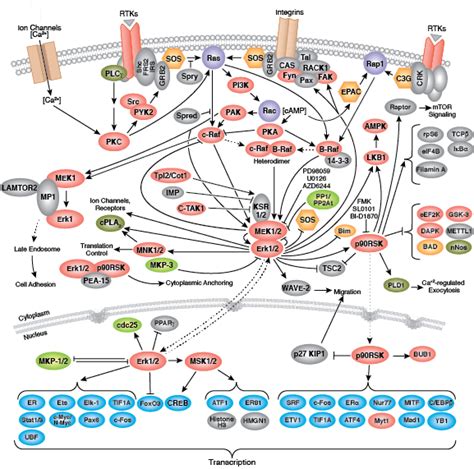 MAPK Signaling Resources | Cell Signaling Technology