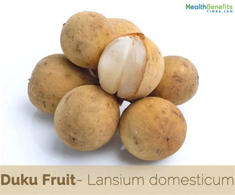 Duku Fruit facts and health benefits