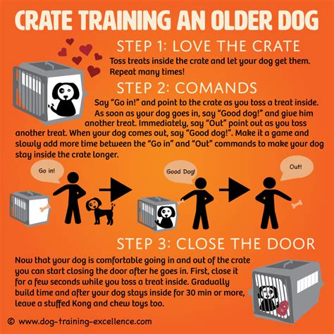 Crate Training an Older Dog the Positive Way