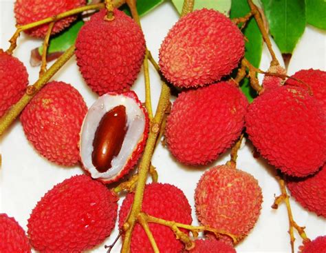 Lychee Tree Brewster Variety Air-Layered