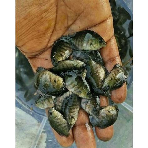 Pearl Spot Fish Seed, 24-32 Degree C, Rs 15 /piece Aaisaheb Fisheries ...