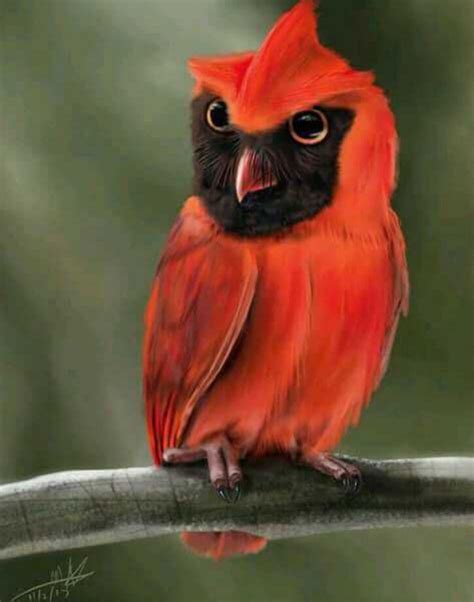 Red Owl | Burung cantik, Gambar burung, Binatang