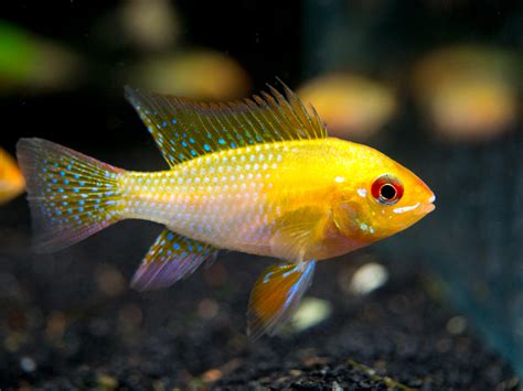 German Gold Ram Dwarf Cichlid (Mikrogeophagus ramirezi) - Aquatic Arts on sale today for $ 29.99