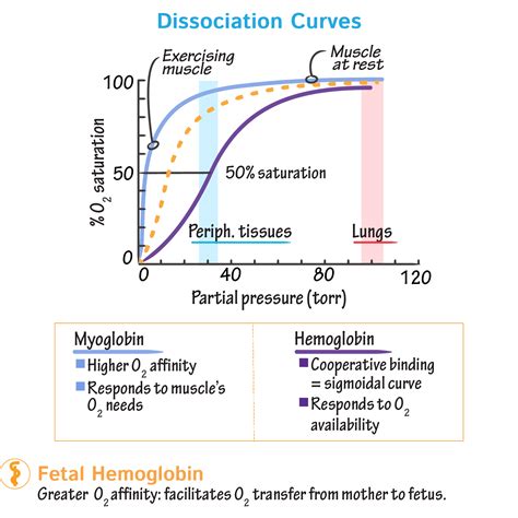 Biochemistry Glossary: Hemoglobin & Myoglobin: 4. Dissociation Curves ...