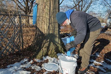 Maple Syrup Production Photograph by Jim West - Pixels