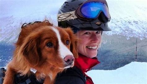 The Life And Times Of An Avalanche Rescue Dog In Alaska - The Dodo