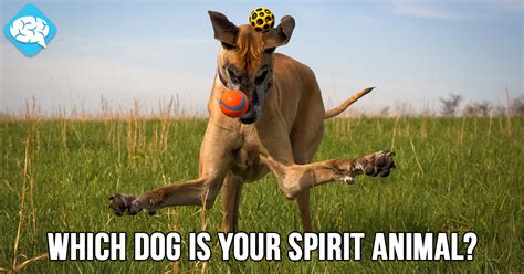 Which Dog Is Your Spirit Animal? | BrainFall