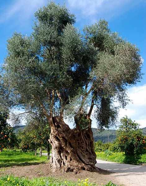 Living Monuments of Crete: The Oldest Olive Trees in the World - Greece Is