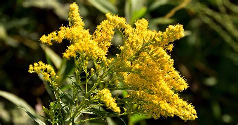 Goldenrod Flowers-cs