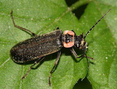 Firefly look alike - Podabrus brevicollis - BugGuide.Net