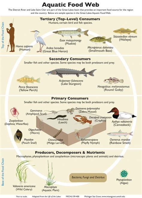 09-400 Aquatic Food Web GLEP-rev2 | Food web, Food chain, Food web ...