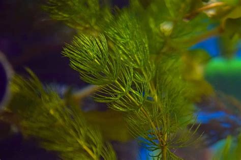 Floating Aquarium Plants | Benefits & Types - Aquariadise