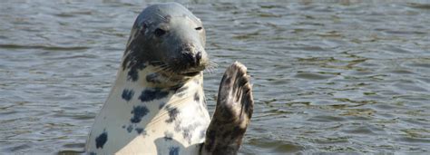 Anglesey Wildlife Walks