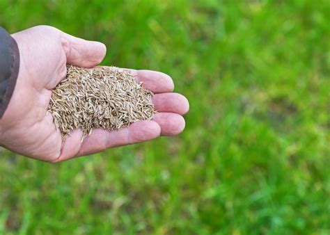 12 Tips for Using Ryegrass Seed to Overseed Your Winter Lawn