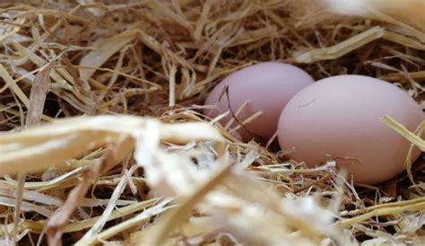 How to Keep Chickens Laying Eggs – Grid Sub