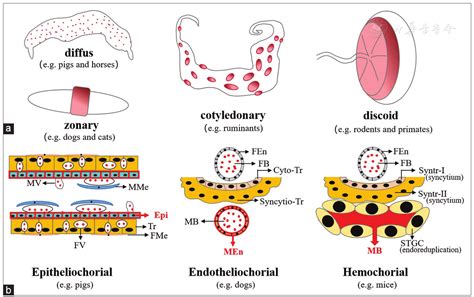 Molecular Mechanisms Underlying Cell-Fate Specification and Cellular ...