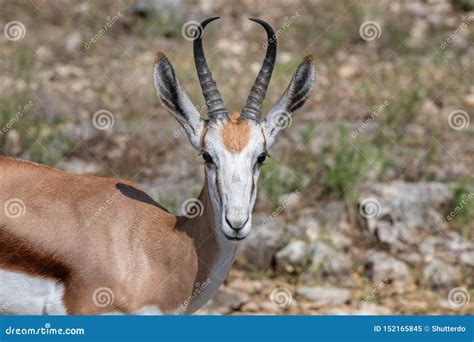 Closeup of a Springbok Antelope Head and Shoulder Stock Image - Image of antelope, herbivore ...