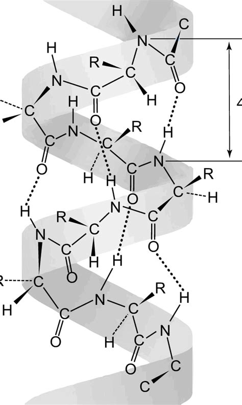 A protein α-helix fragment with 3.6 amino acids per turn. The helical ...