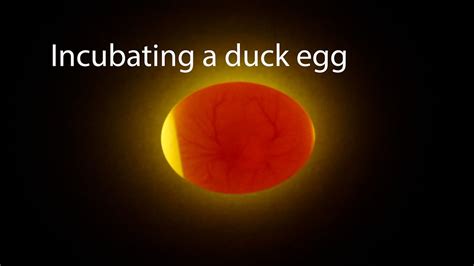 Incubating A Duck Egg | Start To Finish - YouTube