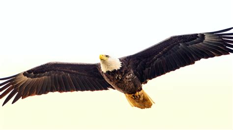 The Ohio Bald Eagle Recovery: A Success Story - Ohio History Connection