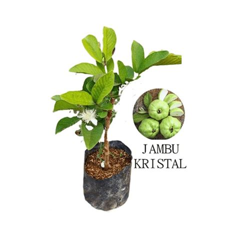 Jual bibit pohon jambu crystal atau jambu kristal putih di Lapak ZPLANT Official | Bukalapak