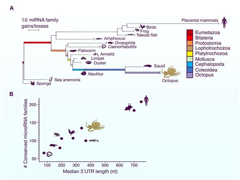 Study: microRNAs are Key to Evolution of Complex Octopus Brain | Sci.News