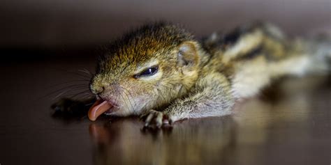 Rob The Baby Palm Squirrel Sleeps All Day... And That's Just Fine (PHOTOS) | HuffPost